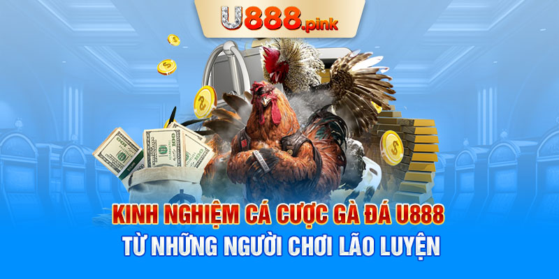 Kinh nghiệm cá cược gà đá U888 từ những người chơi lão luyện