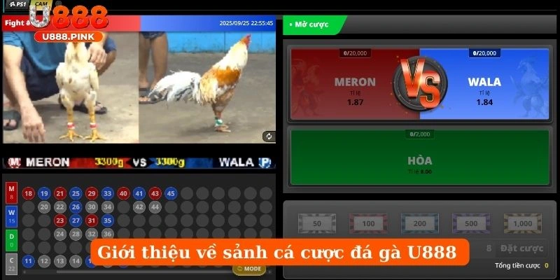 Giới thiệu về sảnh cá cược đá gà U888 