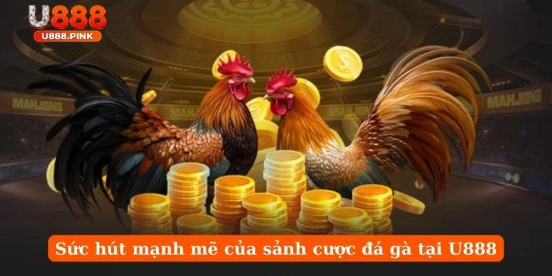 Sức hút mạnh mẽ của sảnh cược đá gà tại U888